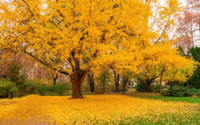 Nuevas especies de árboles, en «El árbol de la vida»